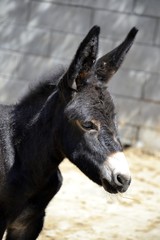 Fototapeta premium Details of a wild donkey and background 