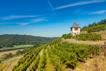 Fototapeta na wymiar Weinbau im Elbtal bei Meißen