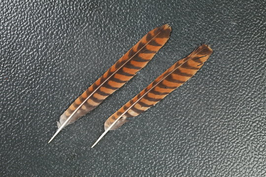 Oriental bay owl feather represent the bird feather background concept related idea.