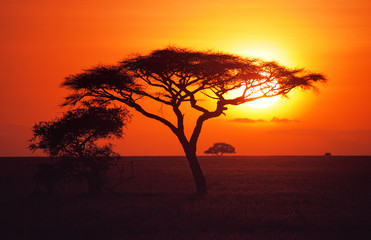Sunrise over the plains of the Serengeti - obrazy, fototapety, plakaty