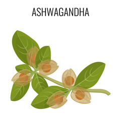 Ashwagandha ayurvedic herb isolated on white. Withania somnifera