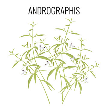 Andrographis flowering plant isolated on white background.