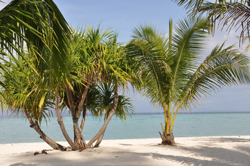 Fototapeta na wymiar Beach with palm trees and sand
