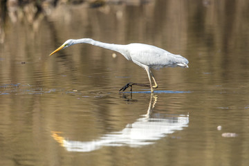 silberreiher