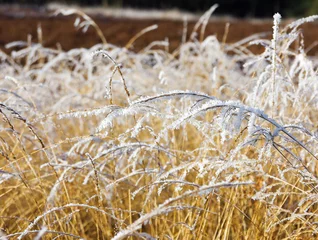 Fotobehang Frozen grass © FEM