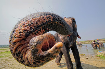 Elephant in Chitwan National Park