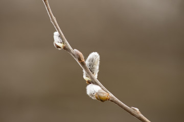 Spring catkins