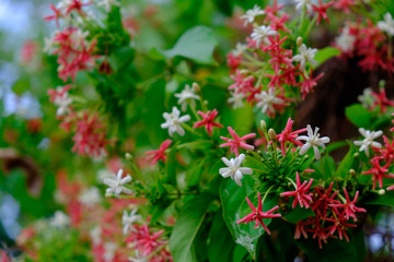 Fototapeta na wymiar Closeup Rangoon creeper colorful flower for background use
