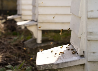 White Hives and lots of Bees