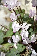 Details of wild cyclamen flowers and leaves