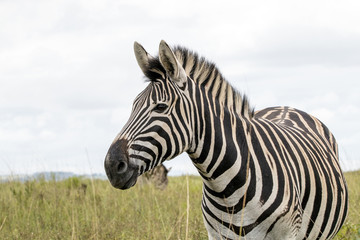 Fototapeta na wymiar Single Zebra on Grassland Against Overcast Sky