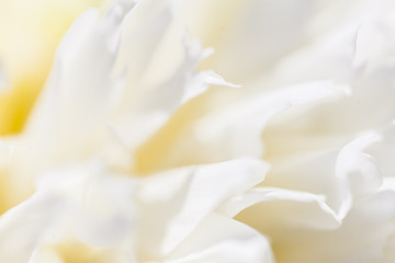 Fototapeta na wymiar Close up of white flower petal, teal, soft dreamy image