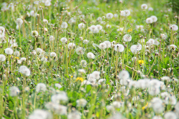 Fototapeta premium Glade of fluffy dandelions in siberia