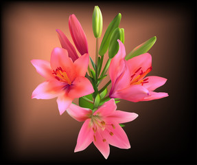 bright pink lily branch on dark background