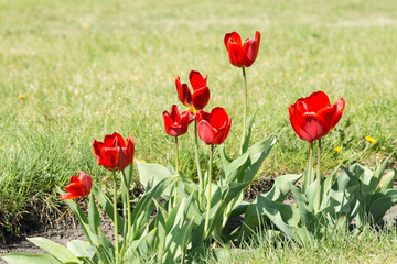  Tulips