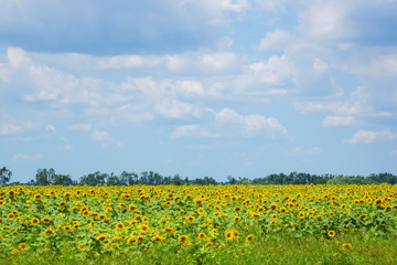 Sunflower fields