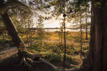 Forest tree with sun