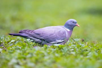 Common wood pigeon (Columba palumbus)