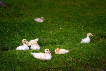 Young ducks on a green field. Pets in rural areas