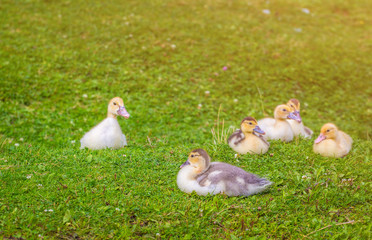 Young ducks on a green field. Pets in rural areas