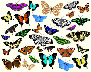 Butterflies