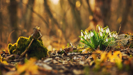 Snowdrops in the forest