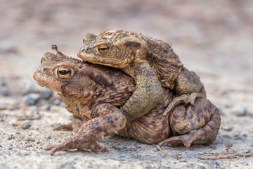 frosch paarung