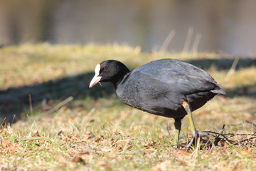 Wild duck