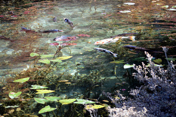 鯉のいる池