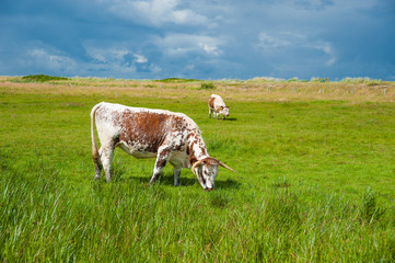 Fototapeta premium Naturschutzgebiet Salzwiesen bei der Hohwachter Bucht bei Behrensdorf