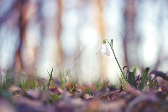 Snowdrop flowers in the forest