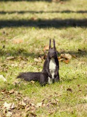 Squirrel