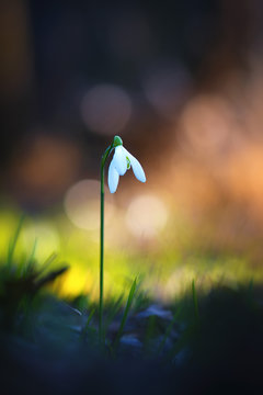 Snowdrop flower in the forest