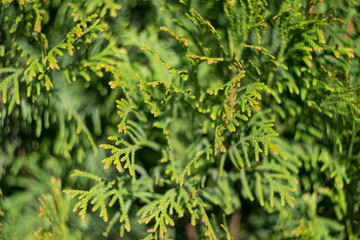 Thuja