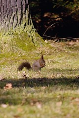 Squirrel
