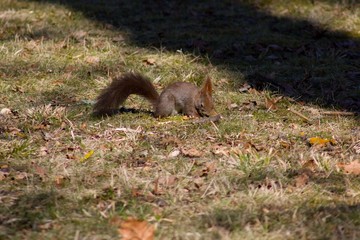 Squirrel