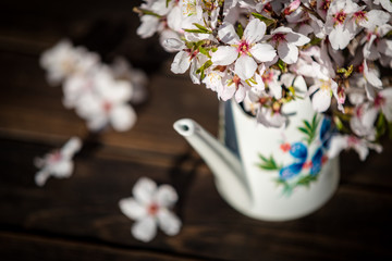Cherry blossom in a vase