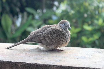 Spotted Dove Spilopelia chinensis Birds of Thailan