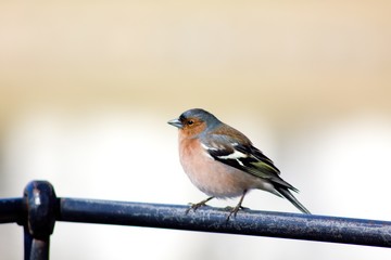 chaffinch