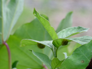 Obraz premium 緑の葉裏を楽しむ、カタツムリのカップル