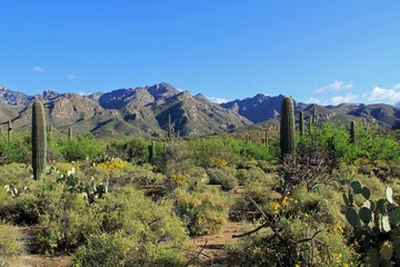 Fototapeta na wymiar Mountain range in Bear Canyon in Sabino Recreation Area Park in the Sonoran Desert along the Santa Catalina Mountains in Tucson, Arizona.