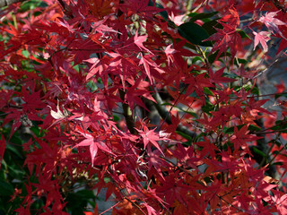 秋の風情、紅葉