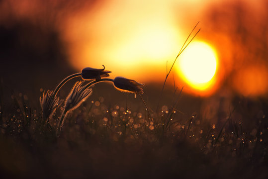 Two Pasque flowers at sunrise