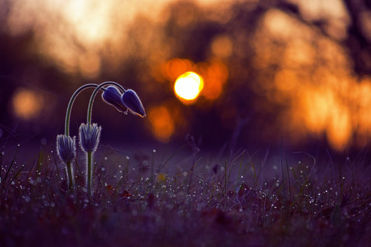 Two Pasque flowers at sunrise