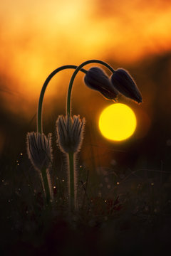 Two Pasque flower at sunrise