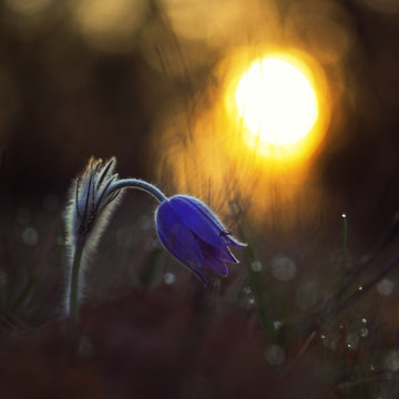 Pasque flower at sunrise
