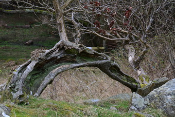 Old tree1