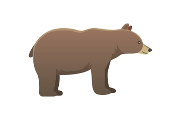 Vector broun american bear isoalted. illustration zoo grizzly.