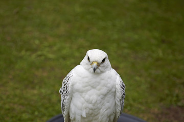 Falcon