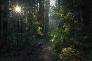 moody forest